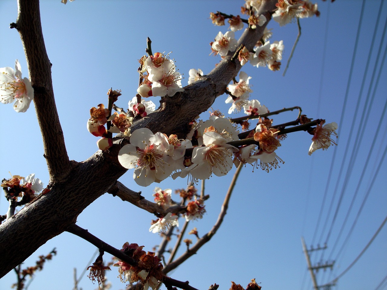 早春を告げる梅：月本たくや事務所近く